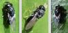 Perilampus sp.